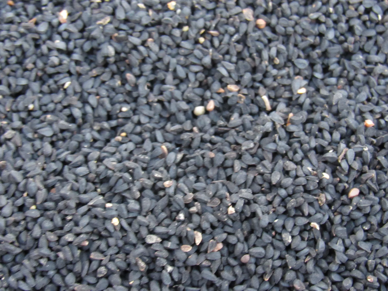 Black cumin oil